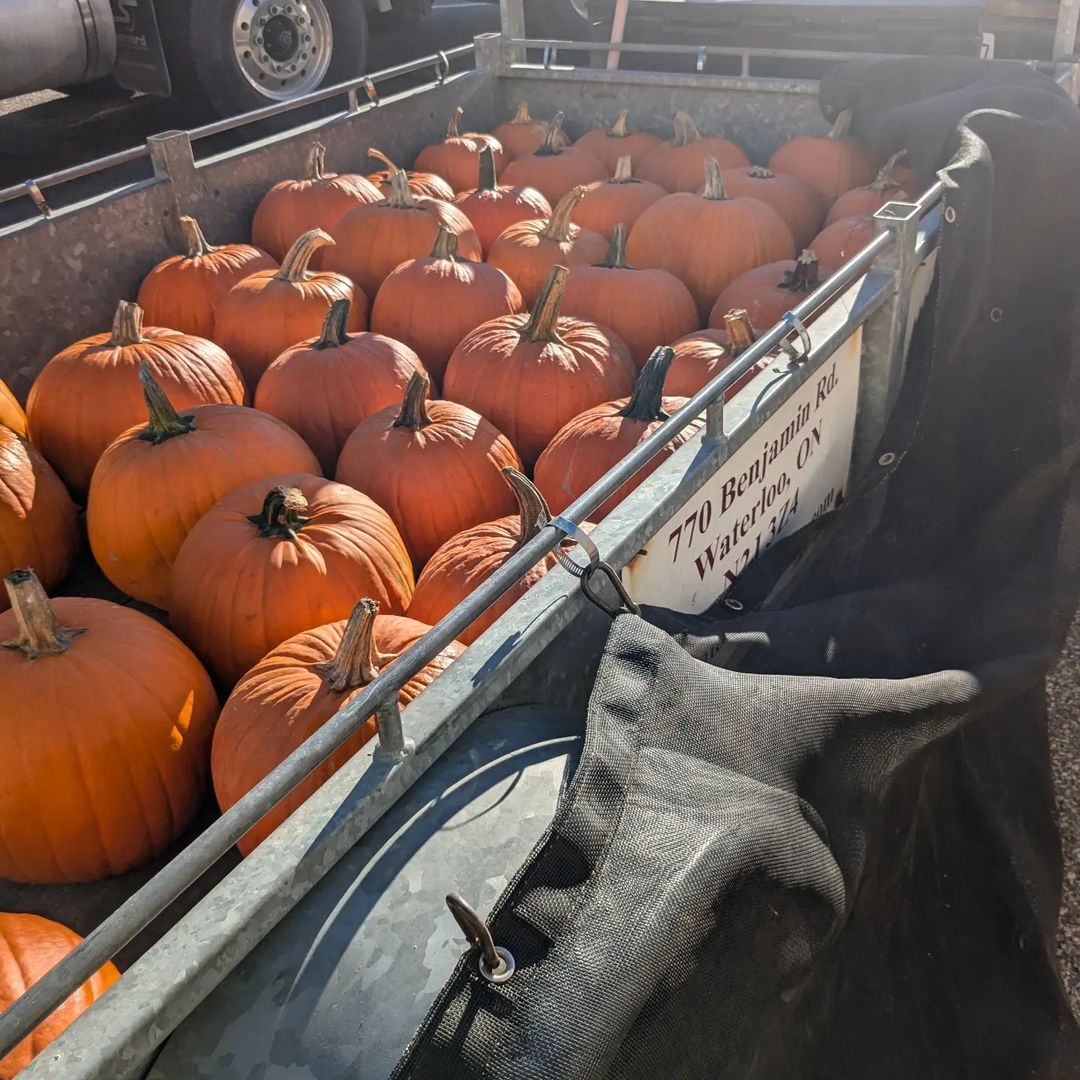 Pumpkins are being delivered at The Link! Pickup starts at 11:30 🎃

Keep in mind the front entrance is closed, so just follow the public sidewalk to 611 Kumpf Dr. 

Thank you @benjamintreefarm for bringing us such lovely pumpkins again this year!